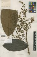 Type of Semecarpus rufovelutinus Ridl. [family ANACARDIACEAE]