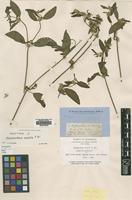 Holotype of Nyssanthes erecta R.Br. [family AMARANTHACEAE]