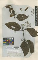 Isotype of Banisteria caapi Spruce ex Griseb. [family MALPIGHIACEAE]