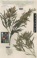 Isolectotype of Acacia neriifolia A.Cunn ex Benth. [family LEGUMINOSAE]
