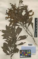 Syntype of Acacia melanoxylon R.Br. [family LEGUMINOSAE]