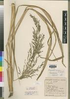 Isotype of Eragrostis acraea DeWinter [family POACEAE]