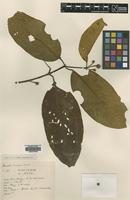 Type of Nauclea brunnea Craib [family RUBIACEAE]