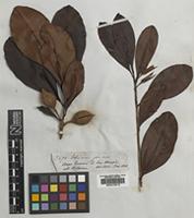 Isotype of Wallacea insignis Spruce ex Benth. & Hook. [family OCHNACEAE]