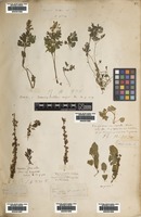 Filed as Prunus glandulosa Thunb. [family ROSACEAE]