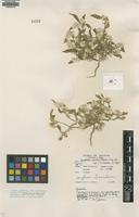 Type of Gomphrena spissa Pedersen [family AMARANTHACEAE]