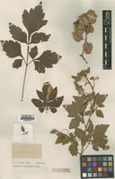 Isotype of Serjania columbiana Radlk. [family SAPINDACEAE]