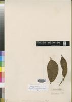 Lectotype of Dichapetalum subcoriaceum Engl. [family DICHAPETALACEAE]