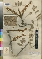 Type of Dalbergiella nyasae Baker,f. [family LEGUMINOSAE]