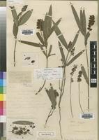Lectotype of Eriosema shirense Baker,f. [family LEGUMINOSAE]