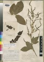 Type of Pseudarthria macrophylla Welw. [family LEGUMINOSAE]