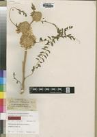 Isotype of Astragalus atlanticus Ball [family LEGUMINOSAE]