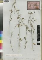 Isotype of Indigofera subulata Gillett var. nubica [family LEGUMINOSAE]