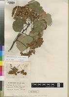 Type of Dombeya burttii Exell [family STERCULIACEAE]