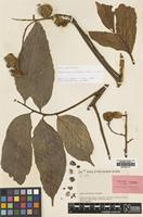 Isotype of Cupaniopsis kajewskii Merr. & L.M.Perry [family SAPINDACEAE]