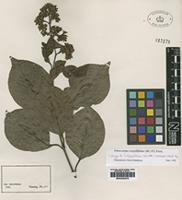 Isotype of Ecdysanthera schrieckii Van Heurck & Mull. Arg. [family APOCYNACEAE]