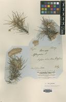 Isotype of Astragalus campylanthus Boiss. [family LEGUMINOSAE]