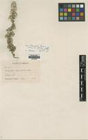 Isotype of Guilleminea densa Mears var. humilis [family AMARANTHACEAE]
