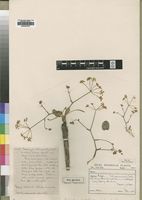 Type of Pimpinella neglecta C.Norman [family APIACEAE]