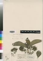 Type of Pavetta hechuanensis S.Moore [family RUBIACEAE]
