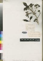 Type of Pavetta wargalensis Bremek. [family RUBIACEAE]