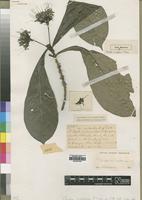 Type of Pavetta viridiflora R.D.Good [family RUBIACEAE]