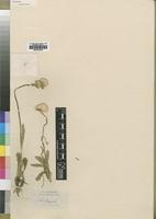Type of Marsea subscaposa (O.Hoffm.) S.Moore [family ASTERACEAE]