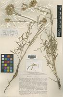 Isotype of Centaurea carduiformis Wagenitz ssp. orientalis [family ASTERACEAE]