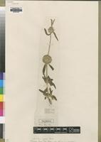 Type of Leucas eenii Hiern [family LAMIACEAE]