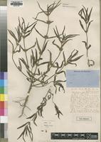 Type of Leucas bakeri Hiern [family LAMIACEAE]