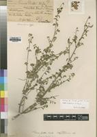 Isotype of Tinnea juttae Dinter [family LAMIACEAE]