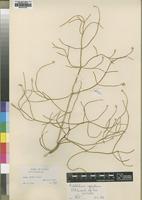 Isotype of Psilotrichum aphyllum C.C.Towns. [family AMARANTHACEAE]