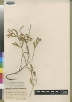 Type of Cyathula lanceolata Schinz [family AMARANTHACEAE]