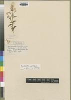 Type of Hermbstaedtia longistyla C.B.Clarke [family AMARANTHACEAE]