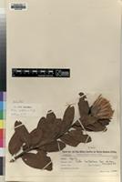 Isotype of Protea wentzeliana Engl. [family PROTEACEAE]