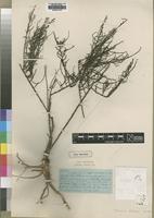 Type of Thesium atrum A.W.Hill [family SANTALACEAE]