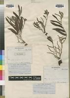 Type of Acalypha polymorpha Müll. Arg. var. angustifolia [family EUPHORBIACEAE]