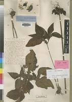 Type? of Tacca quanzensis Welw. [family TACCACEAE]