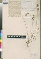 Holotype of Entoplocamia benguellensis Rendle [family POACEAE]