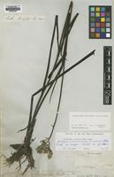 Isotype of Lachnanthes tinctoria Griseb. var. major [family HAEMODORACEAE]