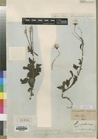 Type of Crassocephalum crepidioides (Benth.) S.Moore [family ASTERACEAE]