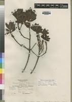 Isotype of Rapanea schliebenii Mildbr. [family MYRSINACEAE]