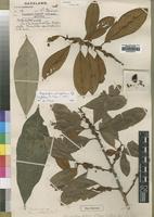 Holotype of Chrysophyllum fulvum S.Moore [family SAPOTACEAE]