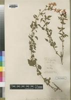 Type of Jasminum blandum S.Moore [family OLEACEAE]