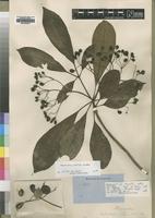 Holotype of Rauvolfia caffra Stapf ex Hiern var. natalensis [family APOCYNACEAE]