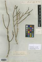 Type of Euphorbia larica Boiss. [family EUPHORBIACEAE]