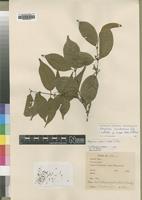 Isotype of Strychnos cooperi Hutch.&M.B.Moss [family LOGANIACEAE]