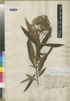Isotype of Buddleja saligna Willd. [family BUDDLEJACEAE]