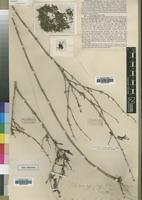 Type of Dyschoriste somalensis Rendle [family ACANTHACEAE]