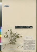 Type of Justicia shebelensis Rendle [family ACANTHACEAE]
